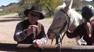 Installing a Bridle on an Ear Shy Mule  Steve Edwards [upl. by Shaikh]