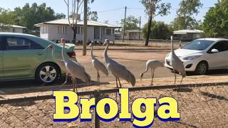 Brolga Bird Australia  Feeding These Giant Wild Birds [upl. by Notliw]