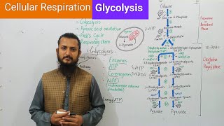 Glycolysis  Cellular Respiration [upl. by Essy]