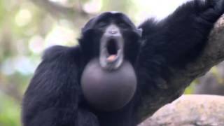 yelling monkey [upl. by Clementia]