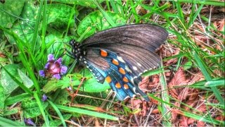 Pipevine Swallowtail Butterfly [upl. by Ahse]