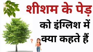 शीशम के पेड़ को इंग्लिश में क्या कहते हैं  Sheesham ke ped ko english mein kya kahate hain [upl. by Capon377]