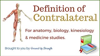 Contralateral Definition Anatomy Kinesiology Medicine [upl. by Zosima]