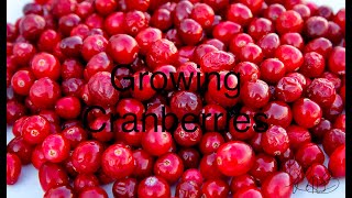 Growing Cranberries from Seeds [upl. by Selemas]