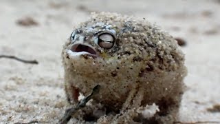 Angry Rapping Frog Ting Goes Skrrra [upl. by Drofdeb896]