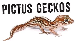 PICTUS GECKOS Care Guide [upl. by Croydon]