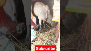 Gau Mata ka ChamatkarGau Mata ne Kiya Chamatkar panch pair Bhagwan ka Roopshort viral goMata [upl. by Nnahgaem]