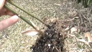 Propagating Bamboo from Rhizomes [upl. by Mathre499]