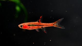 The Chili Rasbora Boraras brigittae Species Spotlight [upl. by Nylisoj]