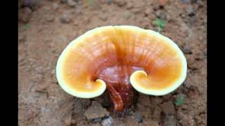 HOW TO CULTIVATE GANODERMA LUCIDUM MUSHROOM [upl. by Dihaz]