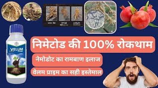 nematode ko kaise control kare।।Bayer velum prime kaise use kare।।how to control nematode feetakrim [upl. by Hickey343]