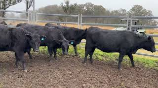 AuctionsPlus Eastern States 57 [upl. by Loree]