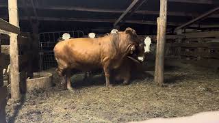 F1 Braford cows Brangus bred heifers [upl. by Jaquelin]