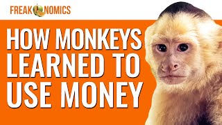 The Experiment That Taught Monkeys How to Use Money  Freakonomics [upl. by Vere523]