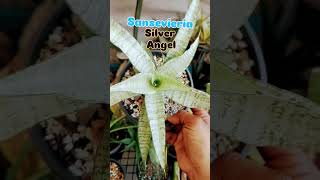 Sansevieria silver angel plants snakeplantsansevieriaplants gardenhouseplants theplantkingdom [upl. by Langill]