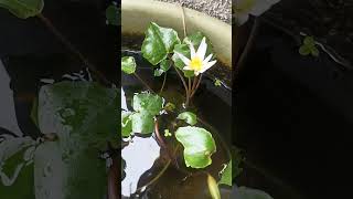 trending garden gardening lotus waterlily watergarden [upl. by Gasser]