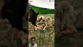 Monster Tibetan Mastiff dog vs Pack of WBlack Wolf vs Coyotes wolf shorts [upl. by Onez790]