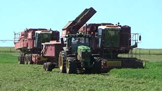 Summerhill Agriculture Pea Harvest 2024 Part 1 [upl. by Ruffi]