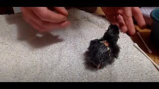 Caring for Chick with Unabsorbed Yolk Sac [upl. by Arlene]