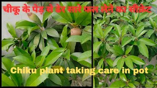 Increasing Chiku Fruit Yield  Growing Exotic Fruit Trees on Terrace  Tips and Tricks [upl. by Selwin62]