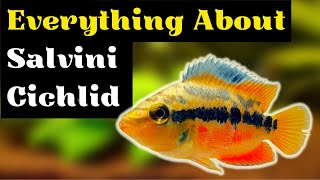 Salvini Cichlid Care Guide Salvini Cichlid Tankmates Tanks Size and More [upl. by Yulma]