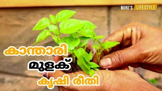 കാന്താരി മുളക് കൃഷി രീതിയും പരിചരണവും  Kanthari Krishi  Birds eye chilli farming in Malayalam [upl. by Hort]