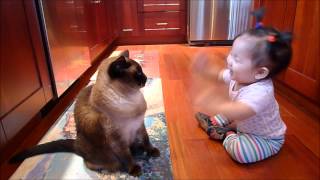 cute and funny  baby talk to Siamese cat [upl. by Rock]