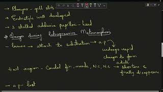 Retrogressive metamorphosis in Urochordates  Osmania University  sem 2 zoology  humera [upl. by Frannie935]