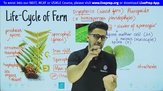 Life Cycle of Pteridophytes Fern Dryopteris  Plant Kingdom  Class 11 NEET Biology  Wamiq Sir [upl. by Ittam37]