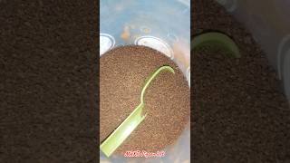 How to keep pigeon eggs pot free from insects part  1 pigeon pigeonbird birds pigeoncage [upl. by Cheney]