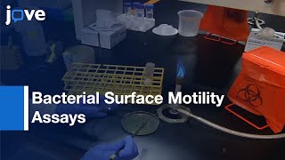 Preparation Imaging amp Quantification Of Bacterial Surface Motility Assays l Protocol Preview [upl. by Eico]