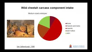 Metabolomics in Veterinary Sciences with a focus on Cheetahs Prof Adrian SW Tordiffe [upl. by Nortna]