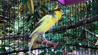 The Best Canary Sounds Belgian Canary Invites All Canaries to Sing A Lot [upl. by Chaves501]