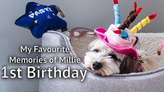 MILLIES 1ST BIRTHDAY My favourite memories of my cockapoo puppy from her first year [upl. by Vinni887]