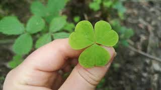 Identifying edible plants Oxalis acetosella  wood sorrel [upl. by Ivor]