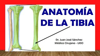 🥇 Anatomía de La TIBIA Fácil Rápida y Sencilla [upl. by Yerffeg733]