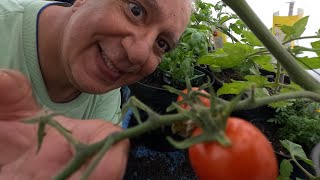 Summer is here Allotment Gardening Diary [upl. by Nored]