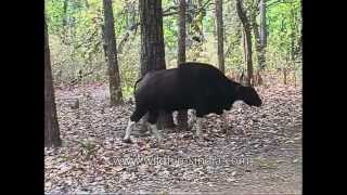 Herd of Gaur in the forests of Kanha [upl. by Asiole]