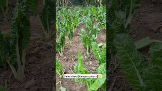 Swiss chard Kenyan spinach😁farm gardening vegetables [upl. by Major]