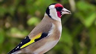 Goldfinch Birds and Bird Song  Goldfinches Singing For Woodland Wilf [upl. by Ainitsirk21]