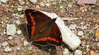 A New Species of Butterfly in Ecuador is Discovered with iNaturalist English version [upl. by Hulbard]