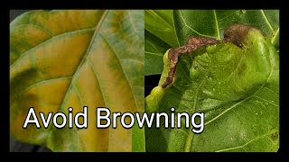 STOP Common Fiddle Leaf Fig Problems Tips amp Tricks [upl. by Novyar245]