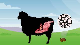 Liver Fluke animation [upl. by Clements]