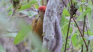 Bioma Caatinga fauna e flora Canal seligabrasil2023 [upl. by Patty]