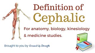 Cephalic Definition Anatomy Biology Kinesiology Medicine [upl. by Parlin]