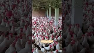 Cockerel chicken Sel ke liye taiyar ho chuka hai poultryfarming [upl. by Juta]