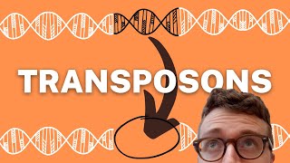 TRANSPOSONS EXPLAINED 1 Minute Explanation [upl. by Tavy]