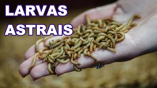 TUDO SOBRE LARVAS ASTRAIS [upl. by Nivart316]