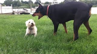 Doberman Vs Westie [upl. by Aimil]