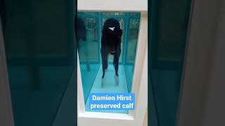 Satisfying Art or Taxidermy  Damien Hirst Art of Preserved Calf at Oxford Science Museum shorts [upl. by Bo699]